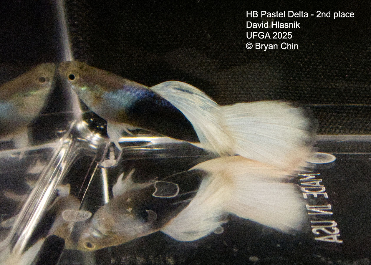 Guppy HB Pastel